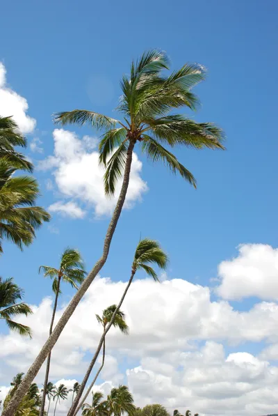 2007_05_30_HAWAII (30) (Large).JPG